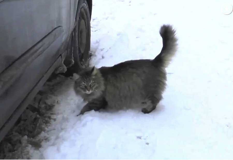 17 Heroic Cat Stories