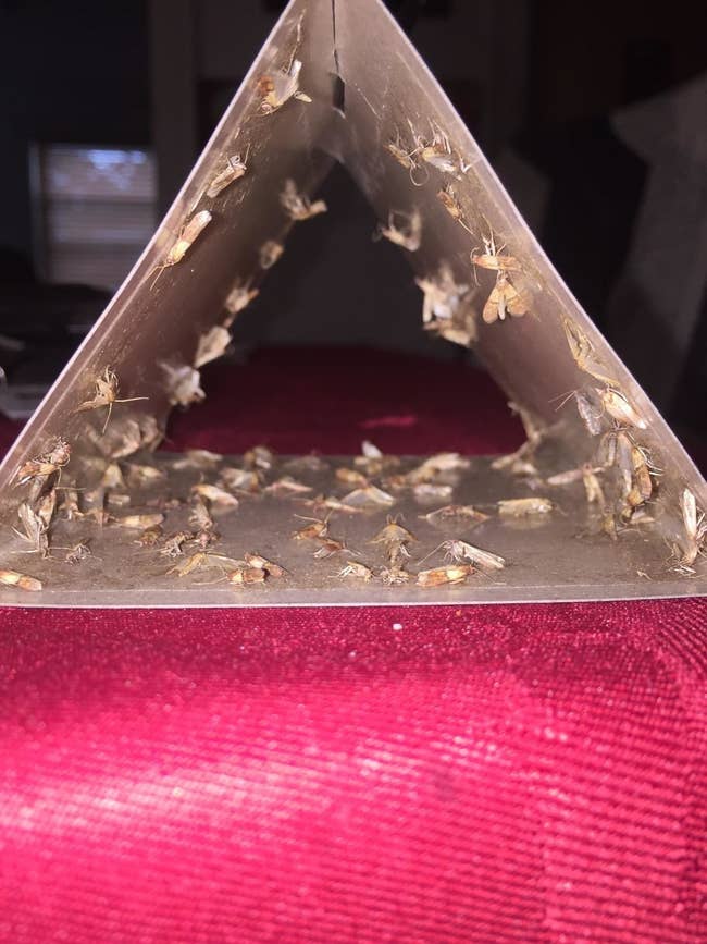 reviewer image of several dozen moths trapped inside triangular product