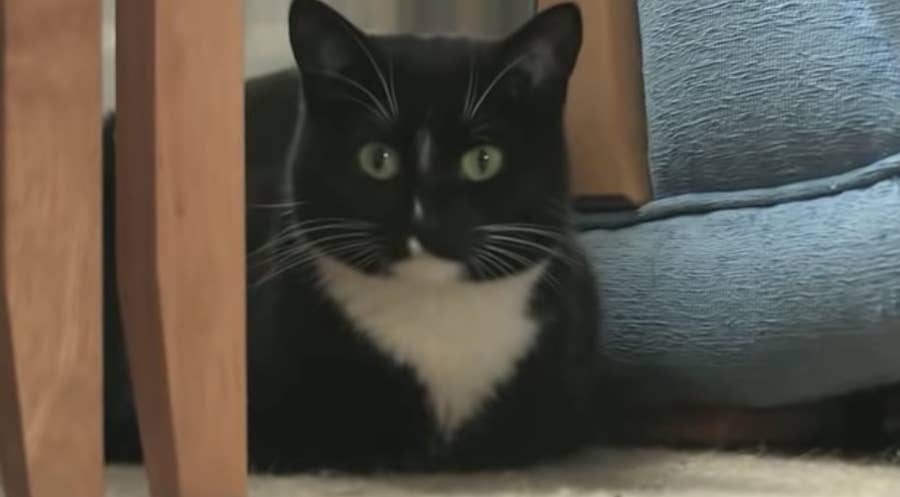 17 Heroic Cat Stories