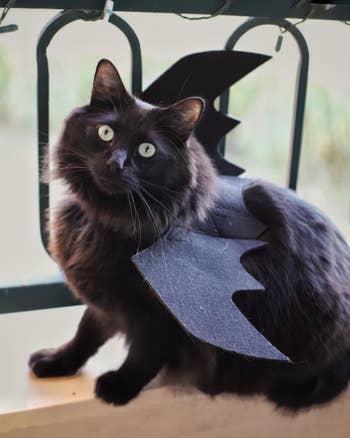 black cat with bat wings