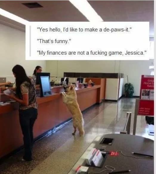 dog at the bank