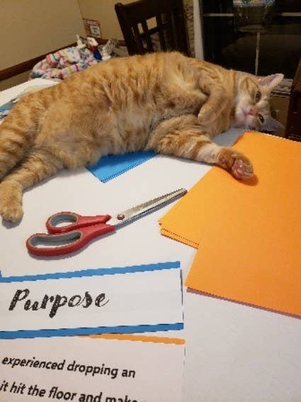 26 Cats Who Are Sick Of The Quarantine