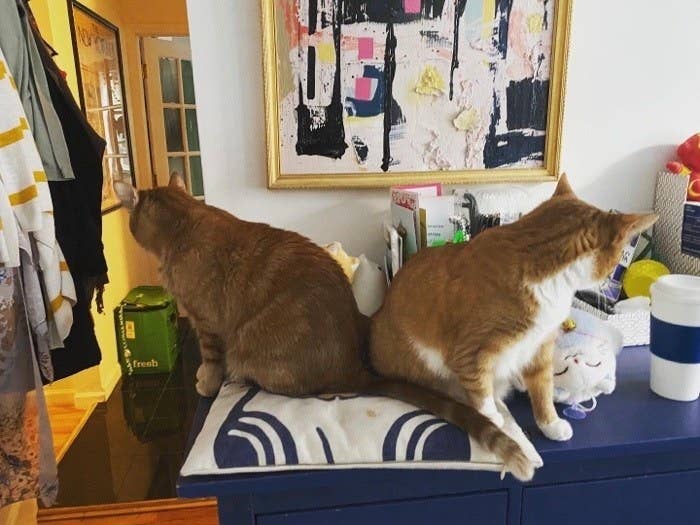 26 Cats Who Are Sick Of The Quarantine