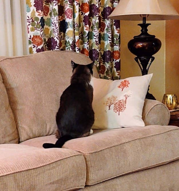 26 Cats Who Are Sick Of The Quarantine