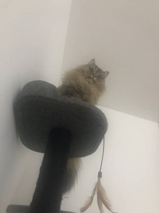 26 Cats Who Are Sick Of The Quarantine