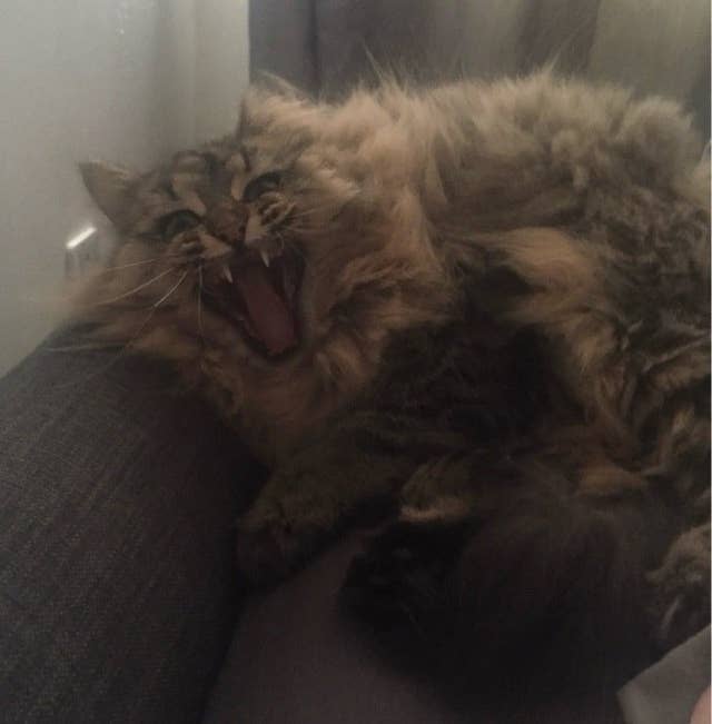 26 Cats Who Are Sick Of The Quarantine