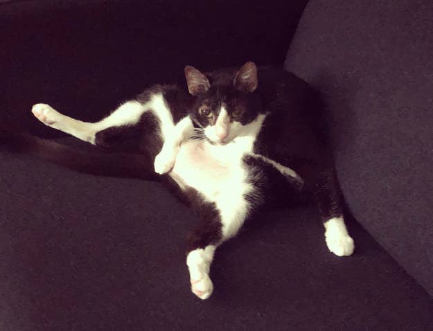 26 Cats Who Are Sick Of The Quarantine