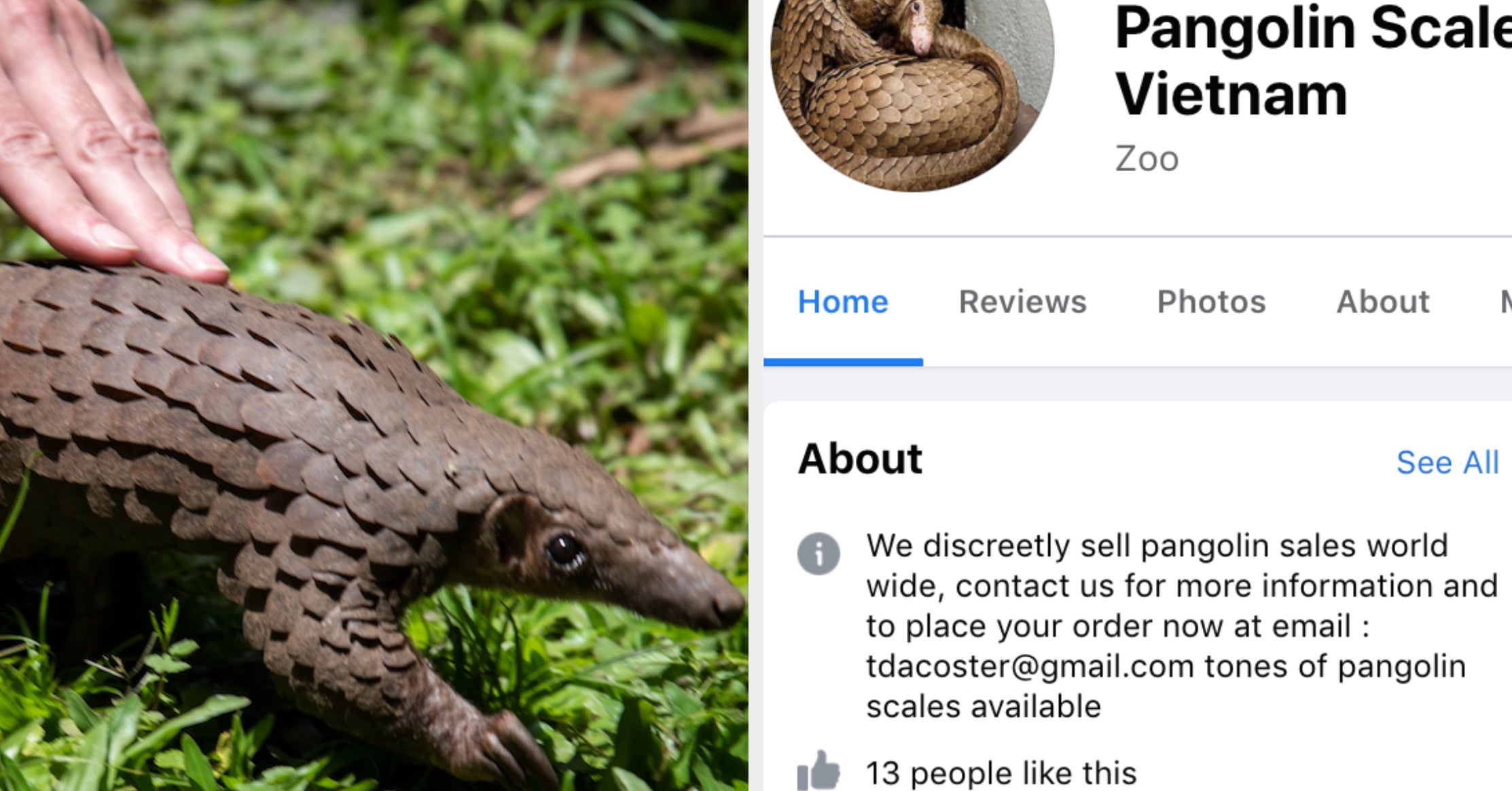 Wildlife Traffickers Setting Up Fake Zoos On Facebook To Sell Endangered Pangolin Scales