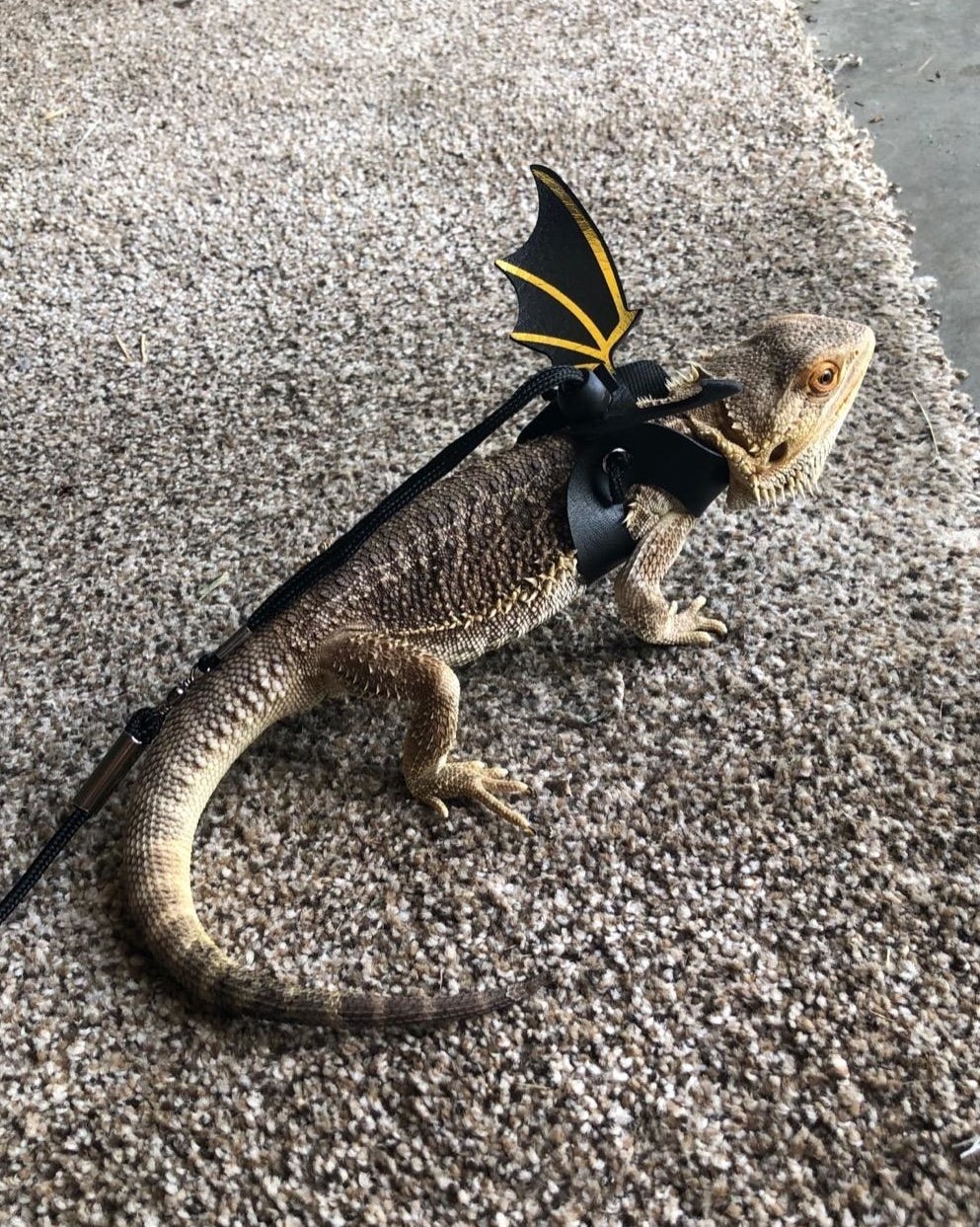 bearded dragon with wings and leash 