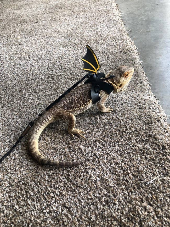 bearded dragon with wings and leash 