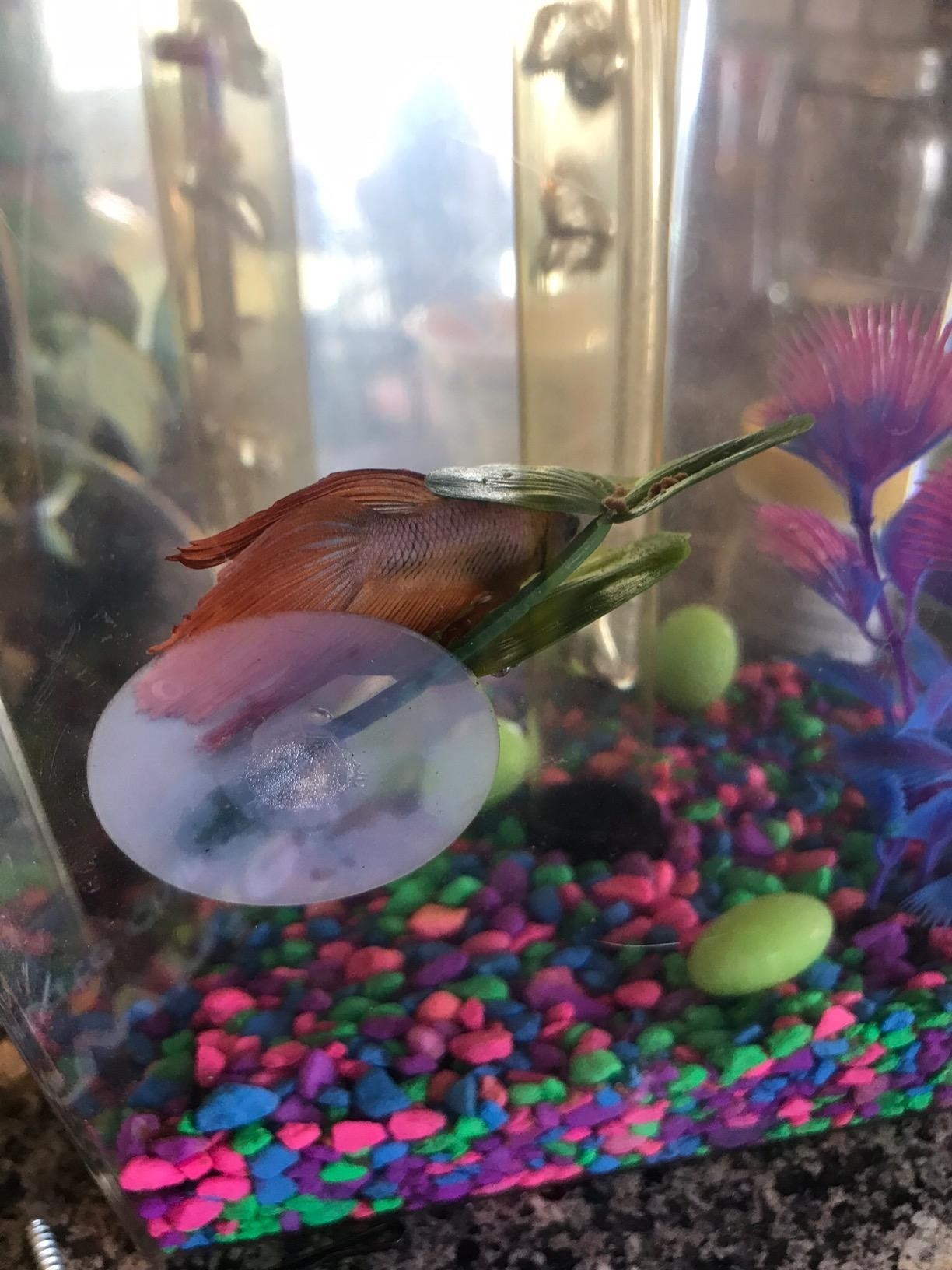 betta fish hangs out on a leaf with a suction cup to stick to the side of aquarium 