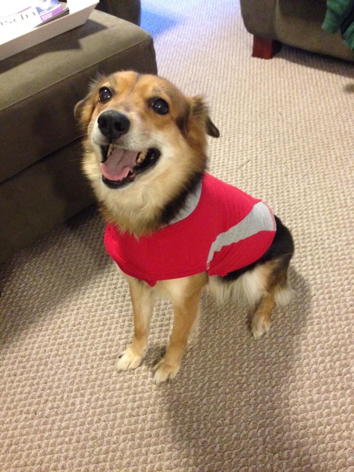 happy dog in a red jacket
