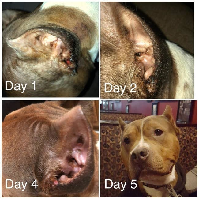 reviewer shows dogs crusty, red, swollen ear slowly getting better over five days 