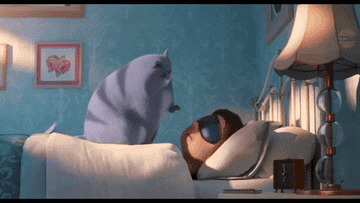 gif from secret life of pets with a cat  that shakes sleeping owners face 