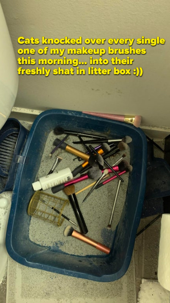 Makeup in a litter box