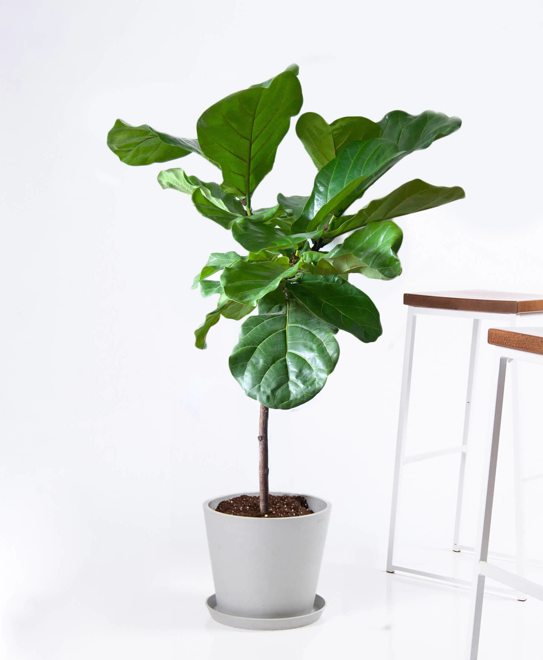 The fiddle leaf fig in a grey pot