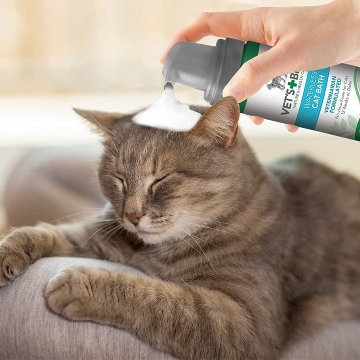 Magic Mouthwash Recipe For Cats Deporecipe.co