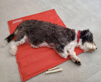Reviewer's photo of their dog laying on top of a red mat 