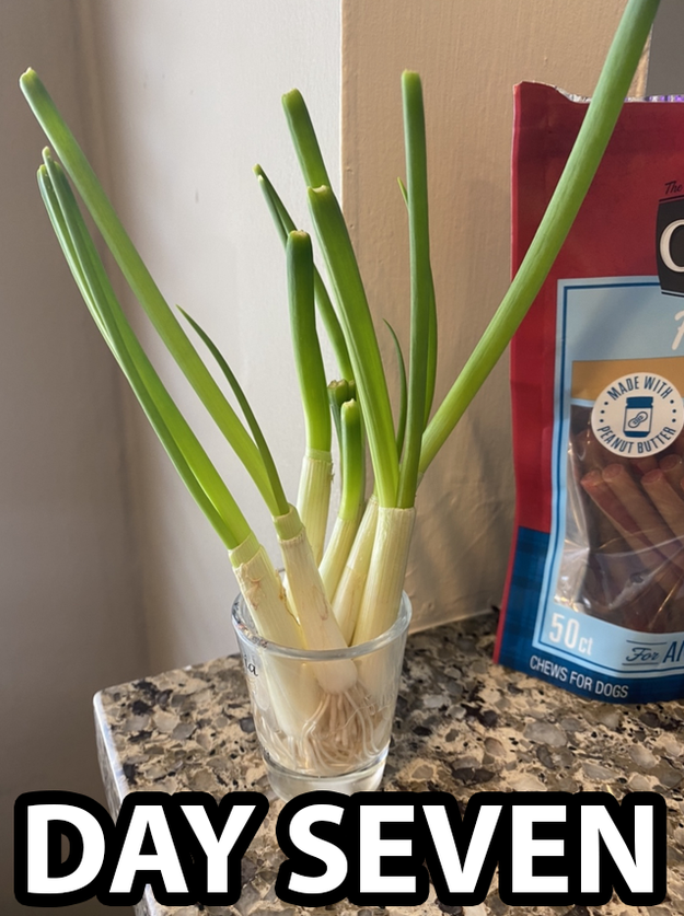 are green onions good for dogs