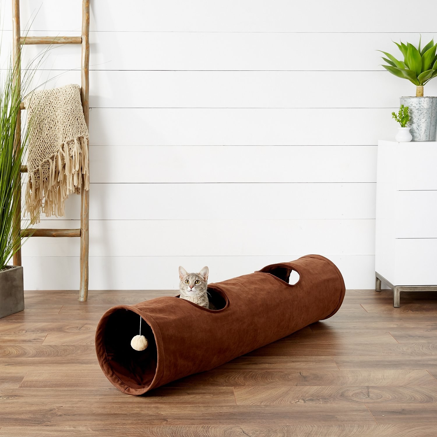 a cat inside the tunnel