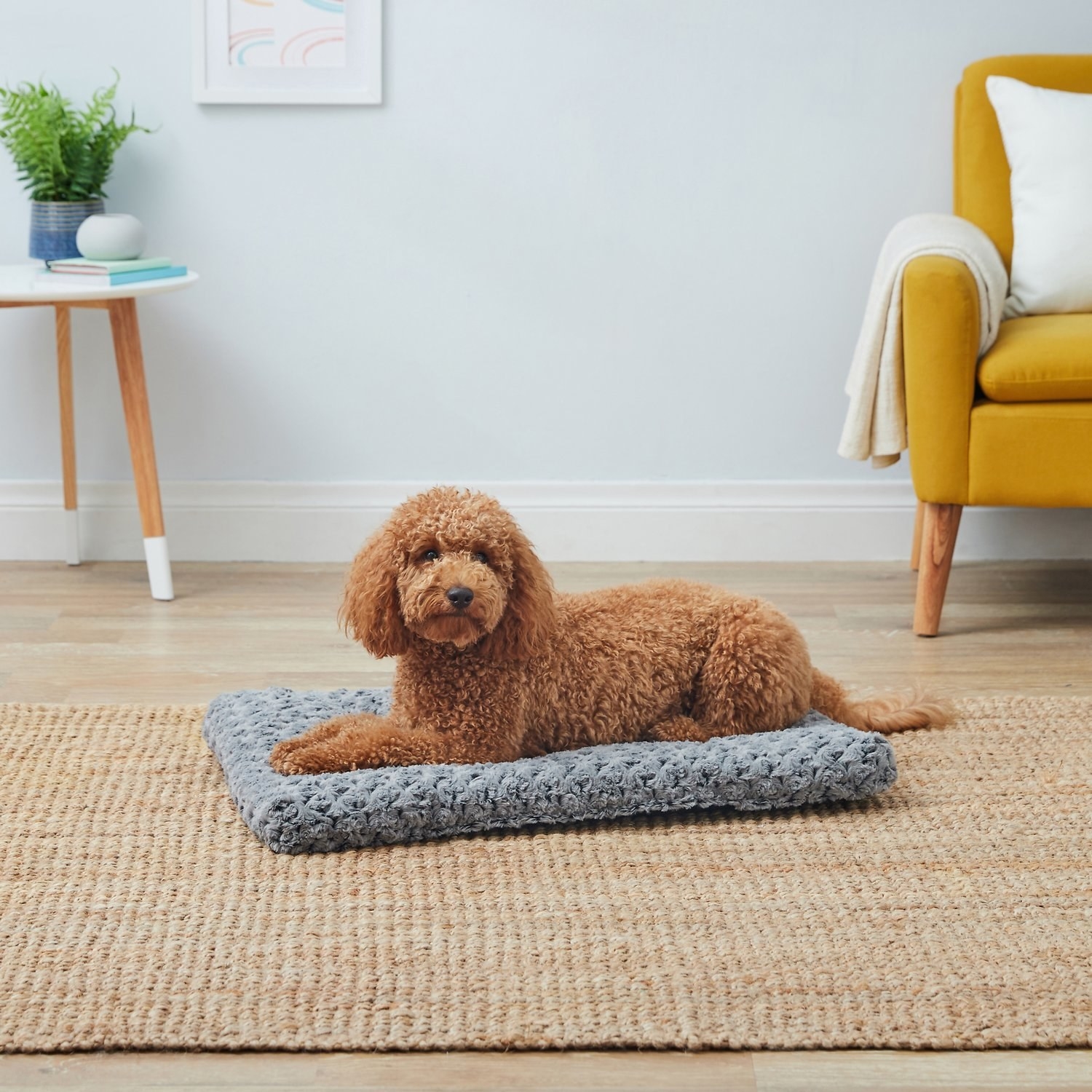 Dog on knitted mat 