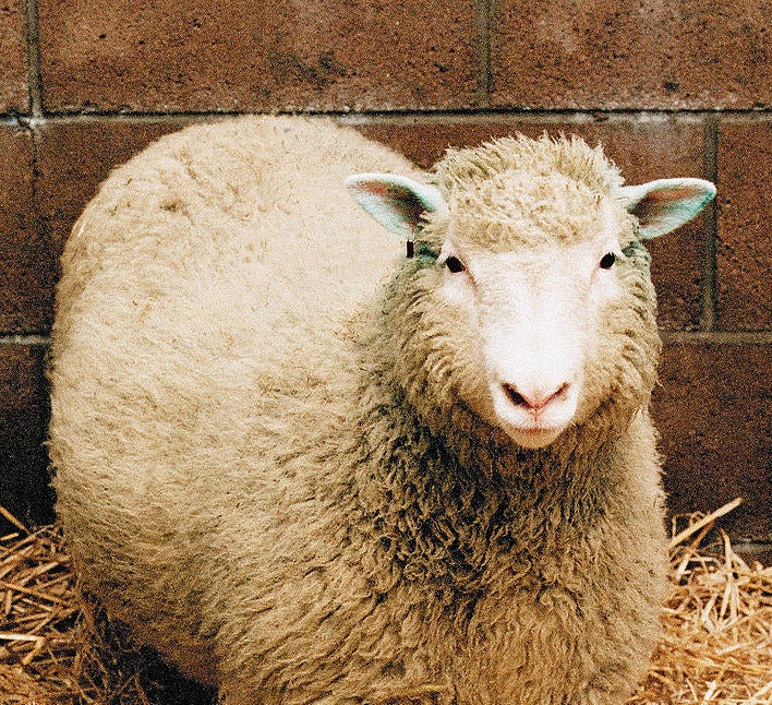 Photo of a sheep