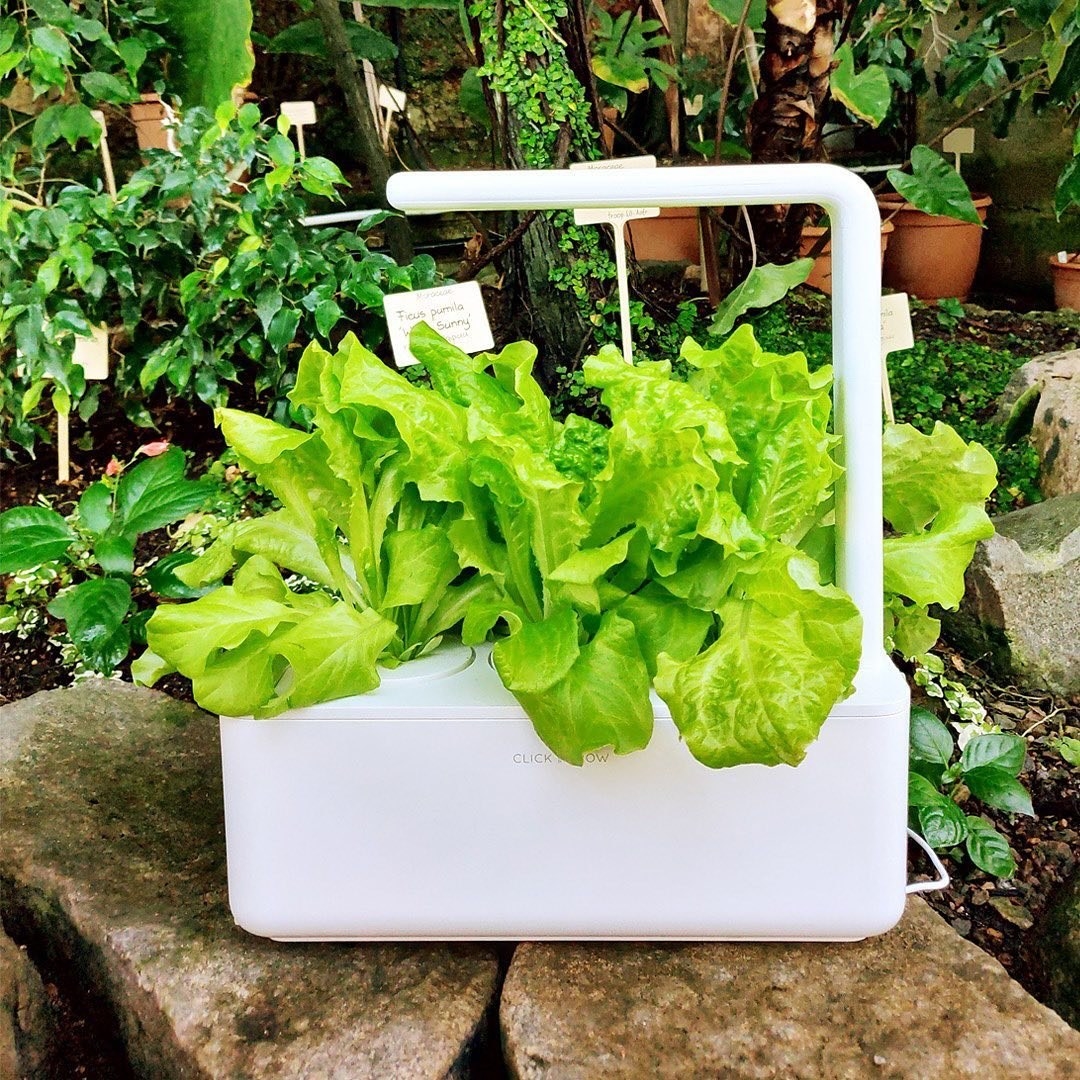 A small rectangular box with lettuce growing out of it and a lamp above it