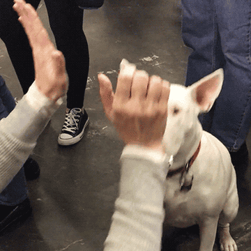 Gif of bull terrier giving two high fives