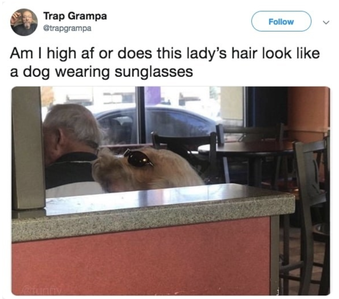 tweet of a lady&#x27;s hair that looks like a dog wearing sunglasses