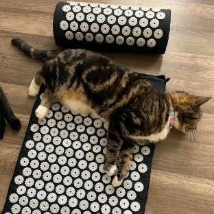 A reviewer's cat lays across the mat