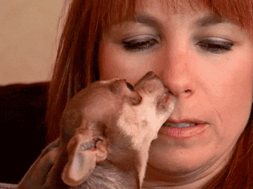 Jill from Real Housewives of New York letting a chihuahua lick her nose