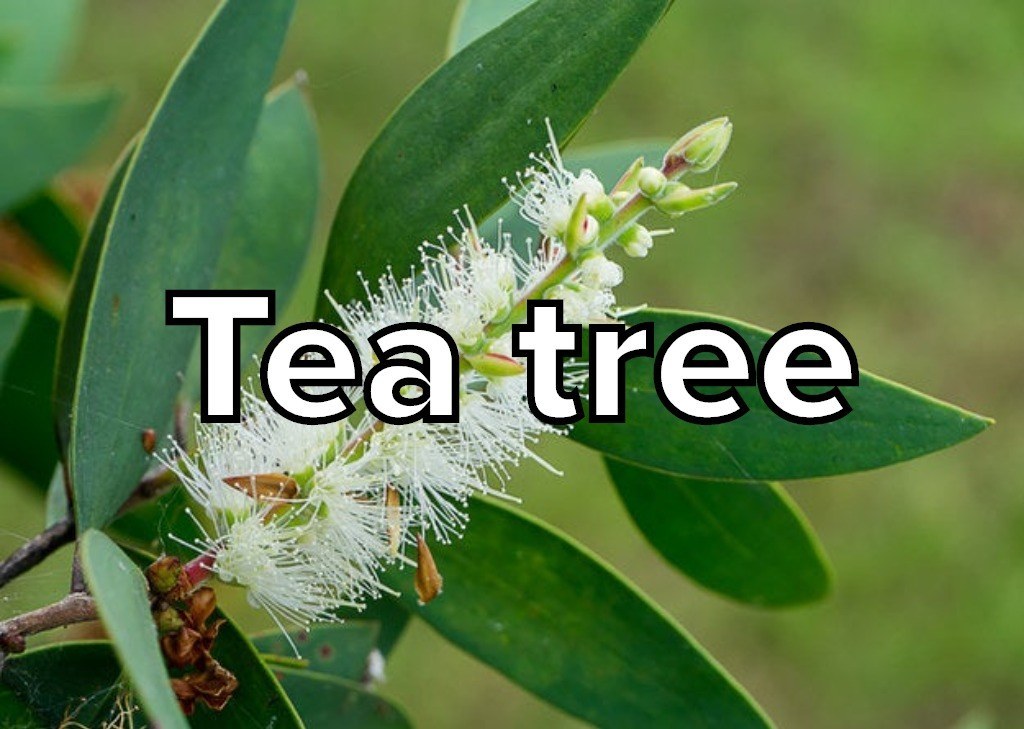 Do You Like The Same Smells As Everyone Else?