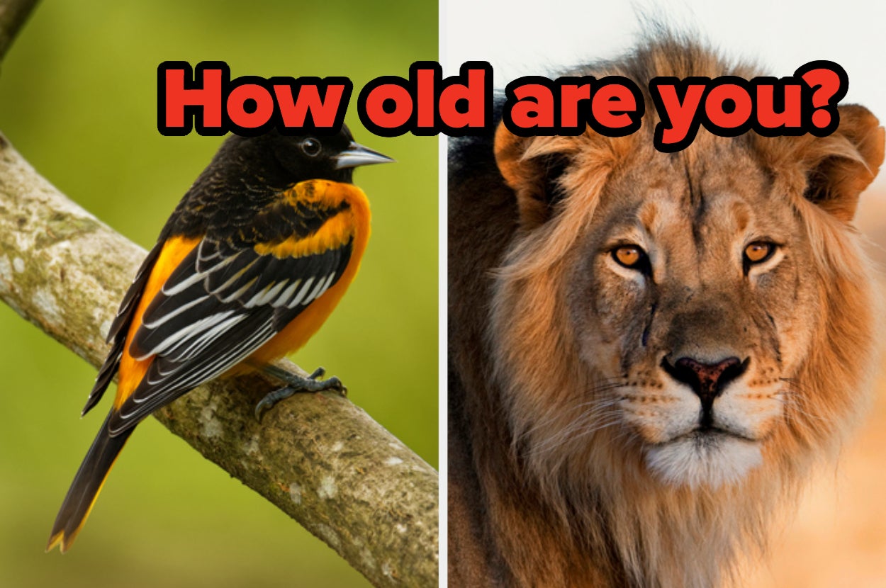 Quiz: We Can Guess Your Age Based On The Animals You Choose