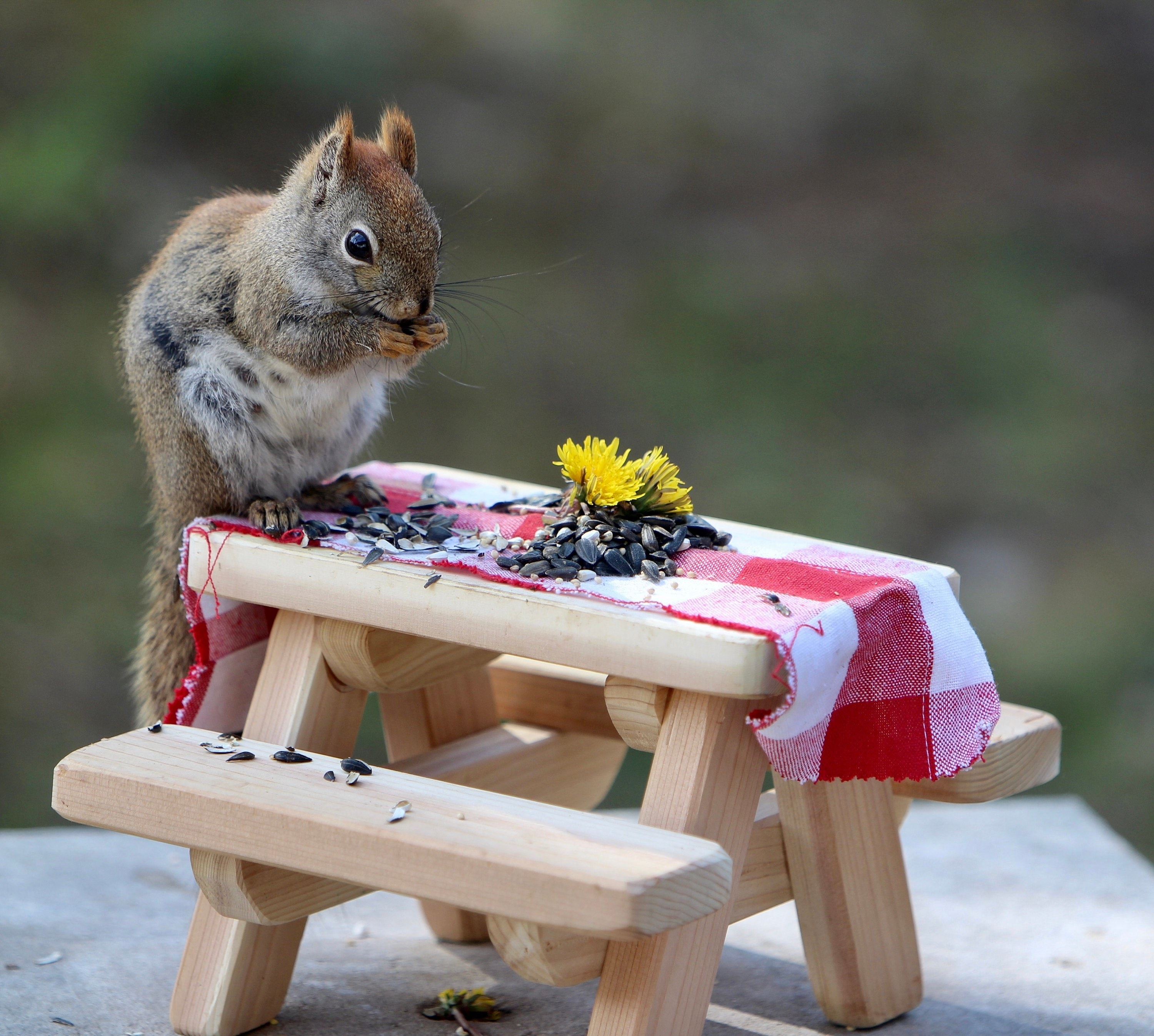 Squirrel eating seeds off miniature picnic table 