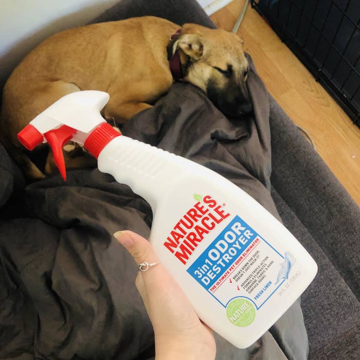 A bottle of odor destroyer being held up in front of a sleeping puppy