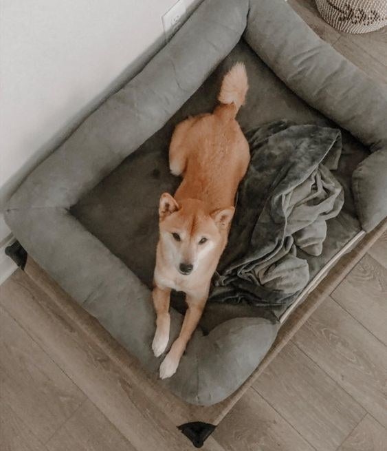 Reviewer&#x27;s picture of their dog laying on the large dog bed in grey