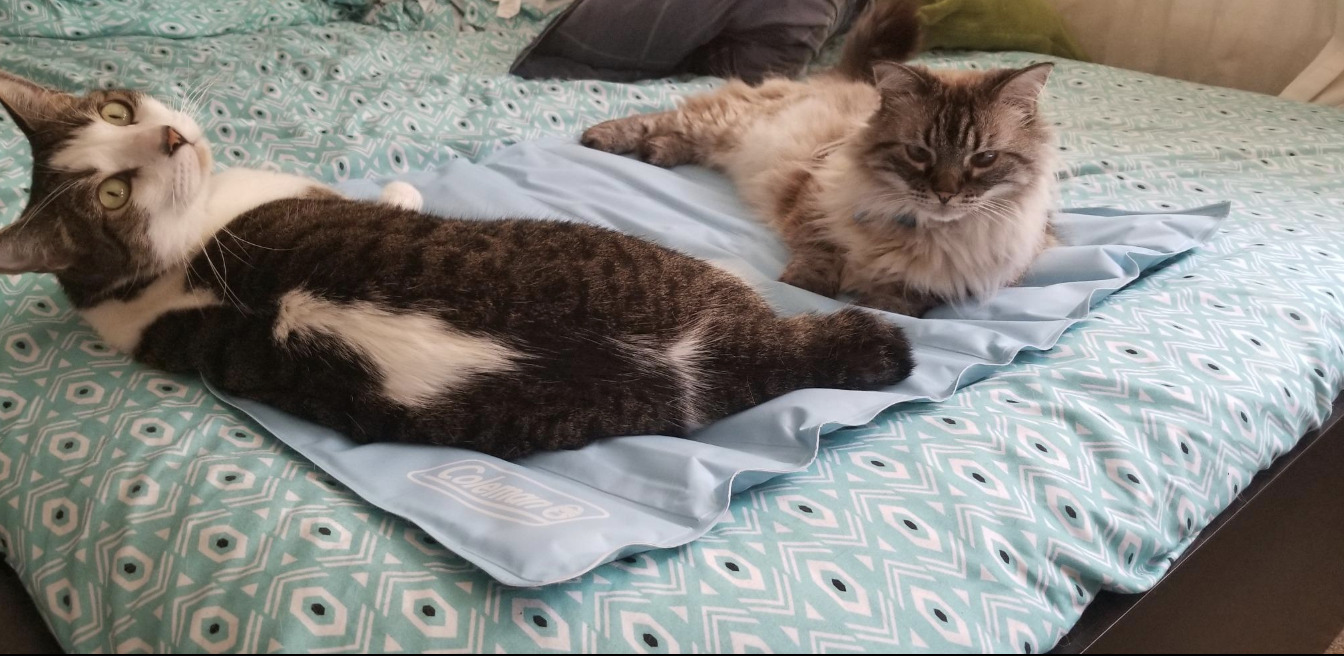 Two cats laying on a blue cooling mat 