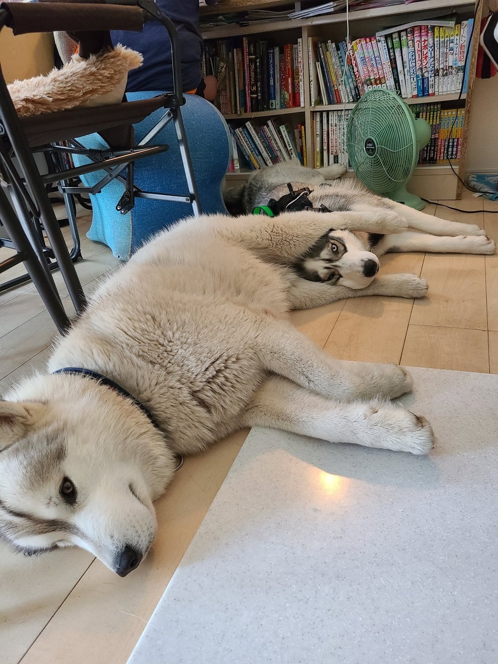 この状態で眠ったの 後ろ足にフィットする 仲良しハスキー犬2匹がかわいい