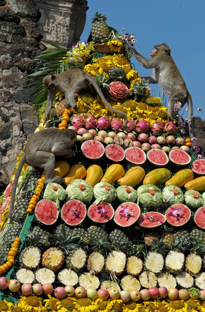 Three monkeys climbing a giant pyramid made of colorful fruits and vegetables