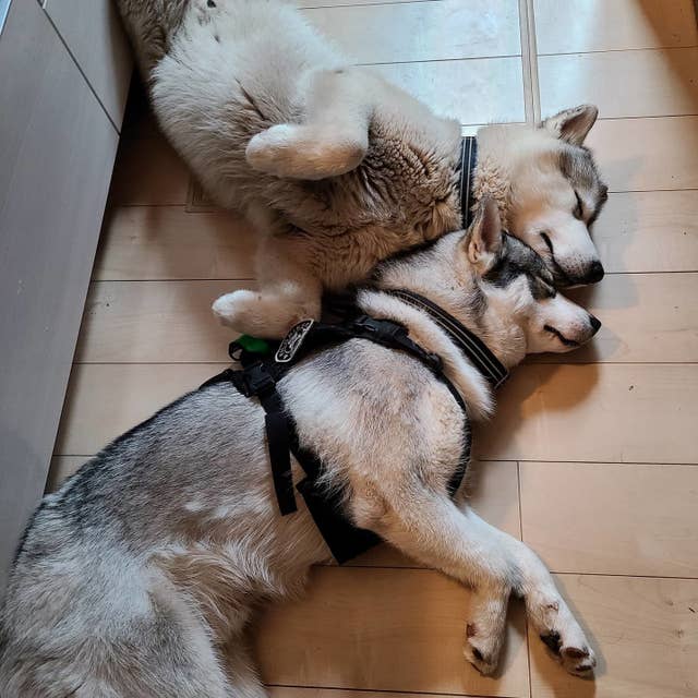 この状態で眠ったの 後ろ足にフィットする 仲良しハスキー犬2匹がかわいい
