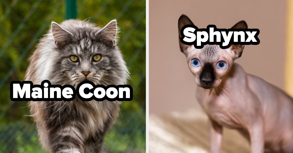 Quiz This Personality Quiz Will Reveal Which Cat You Should Get