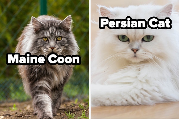 Cats
