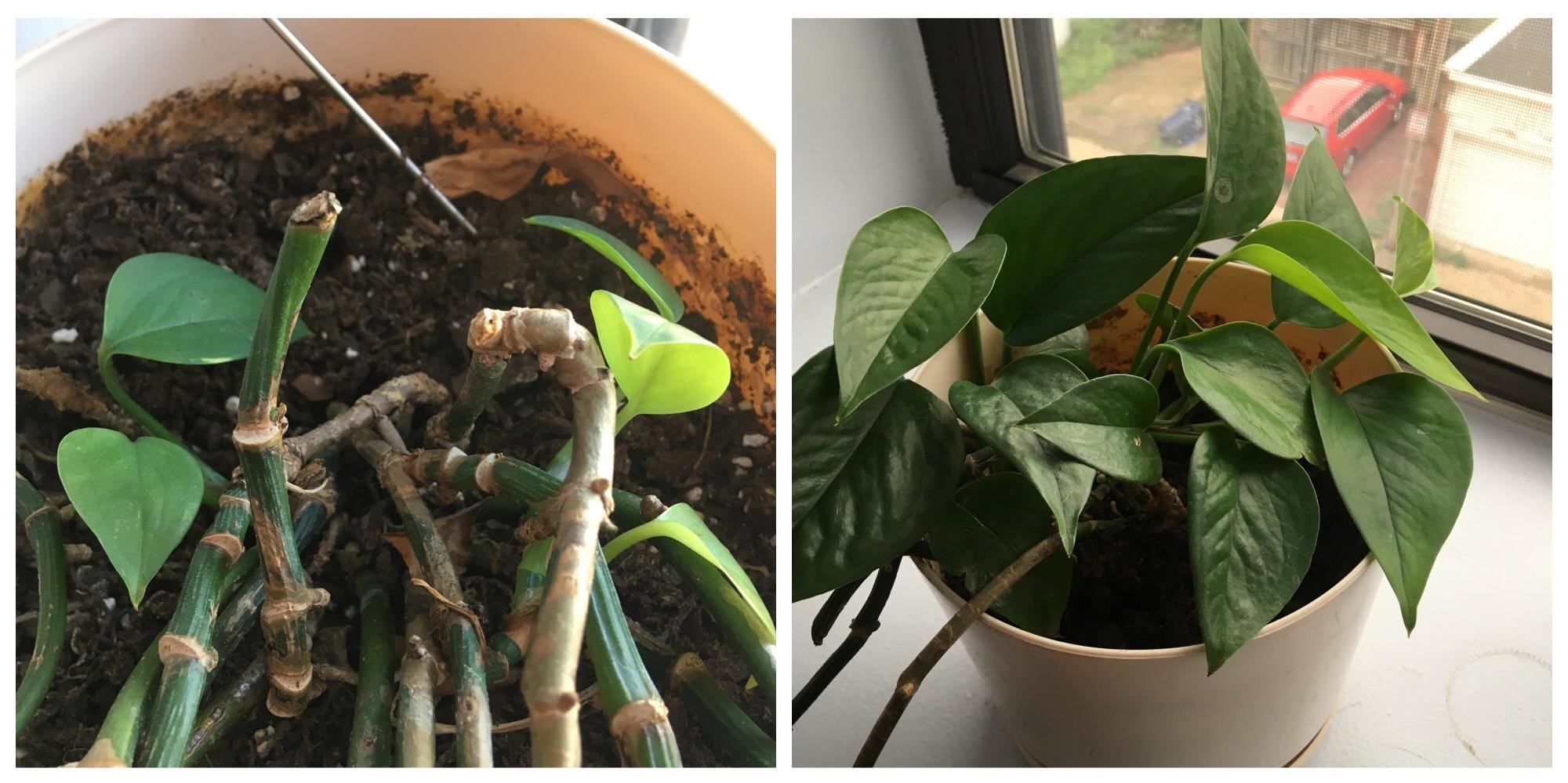 a reviewer&#x27;s before and after that shows a close up of an ivy plant that&#x27;s brown with small leaves and then the same ivy looking fuller and greener 