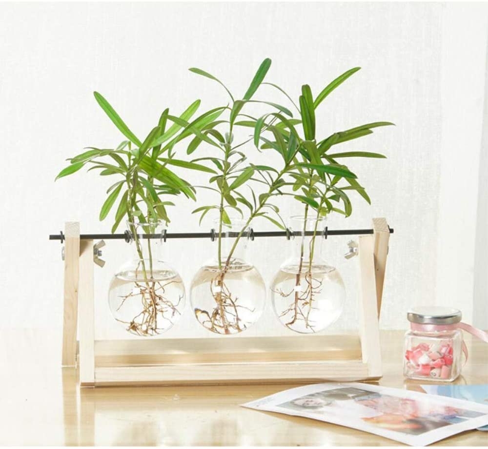 three glass bulbs filled with water and cuttings, suspended with a wooden holder