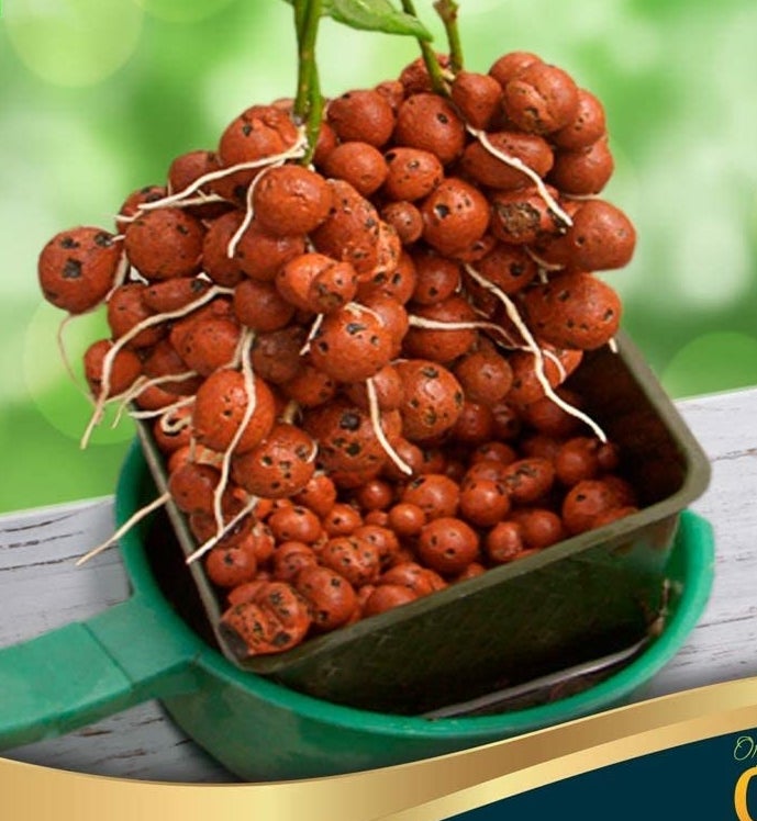 burnt orange colored pebbles with a plant&#x27;s roots grabbing hold of them