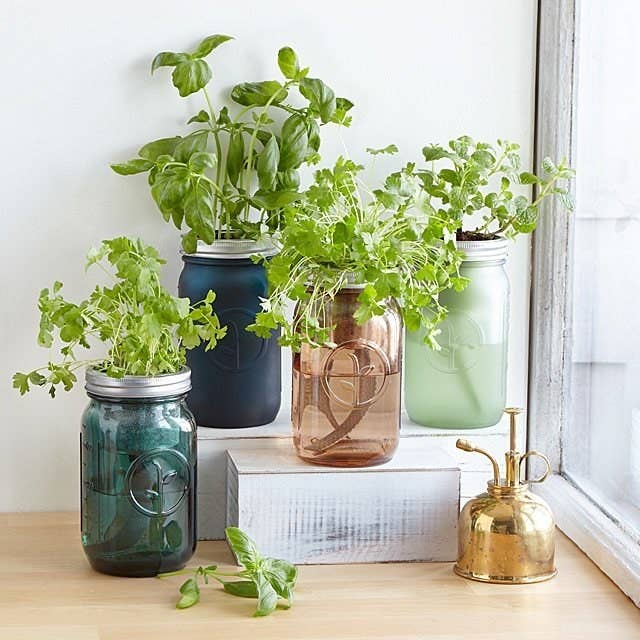 the mason jar planters with different herbs 