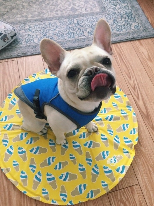 Reviewer photo of a cream Frenchie wearing a blue cooling dog vest