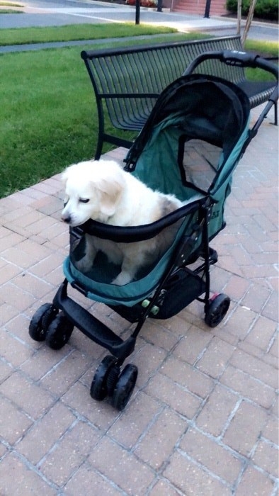 Reviewer photo of a medium-size dog in a blue mesh stroller