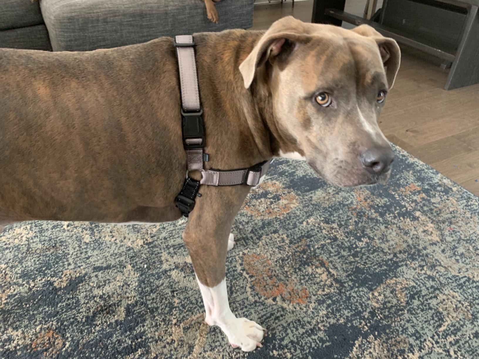 Reviewer photo of a large dog wearing the harness