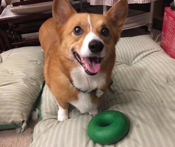 Reviewer photo of a corgi with the ring, which is a bit smaller than its head
